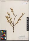 Foto von Salix discolor Muhl.